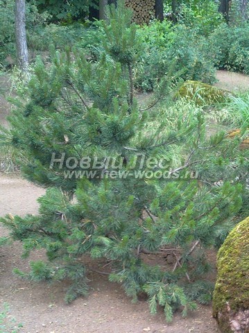      (Pinus mugo) -  705 -    ,     (   )