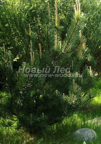 ������� ����� ������ � ��������� (Pinus mugo) - ���� 706 - ����� ������ (���� �� ������� �������� ����������� ����������) ����� ������������� � ��������� �����
