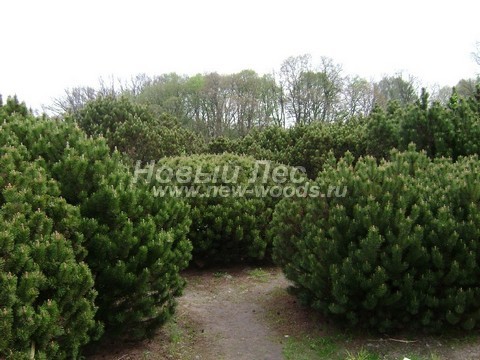 ������� ����� ������ � ��������� (Pinus mugo) - ���� 707 - �������� ����� ������ � �������� ����������� �������