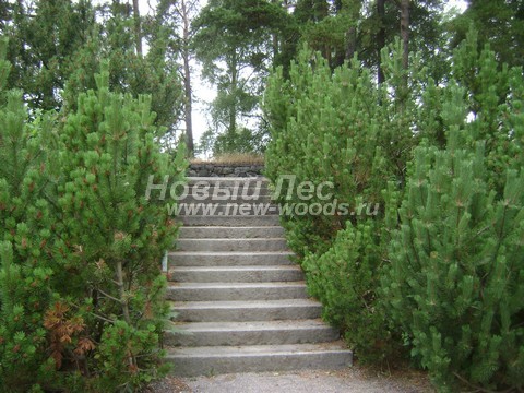      (Pinus mugo) -  708 -          