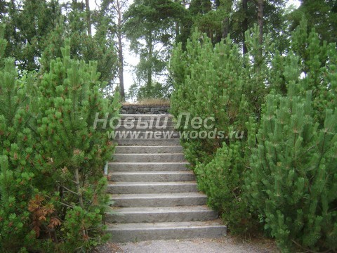 ������� ����� ������ � ��������� (Pinus mugo) - ���� 708 - ����������� ����� ����� ����� ������ ������������ ��� ���������� ������������ �������