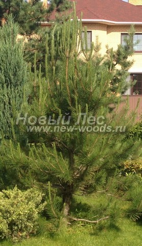       (Pinus nigra) -  701 -           ( )