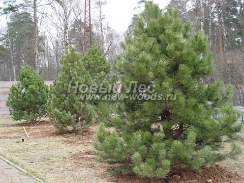       (Pinus nigra) -  702 -       -     (Pinus nigra),  