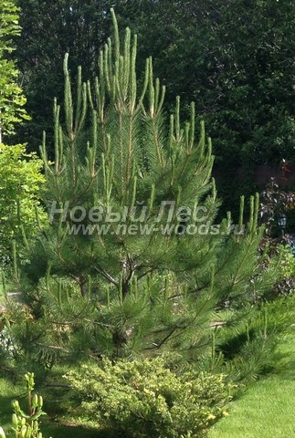 ������� ����� ������ ����������� � ��������� (Pinus nigra) - ���� 703 - ���������� � ��������� ������ ����� ������ ��������� � ���� ����� ������� ������� ������ (����, ����)