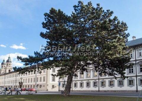 ������� ����� ������ ����������� � ��������� (Pinus nigra) - ���� 705 - ����� ������ ������� � ����� � ������ (�������� ������ �� ����� ������)