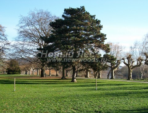 ������� ����� ������ ����������� � ��������� (Pinus nigra) - ���� 706 - �������� ������� ������ ����� ������ ���������� ���������� ��������� ������� ������ �������� ������� �����