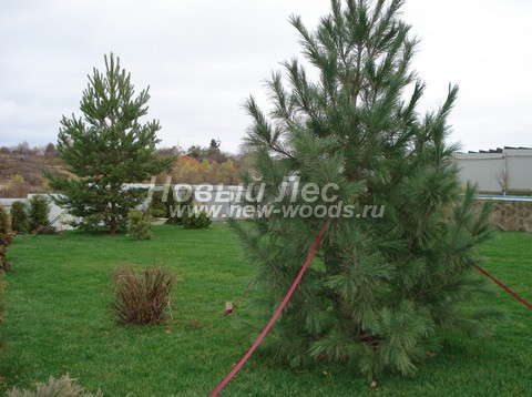      (Pinus sibirica,   ) -  701 -   (  , Pinus sibirica,   )    (Pinus sylvestris),      ( )