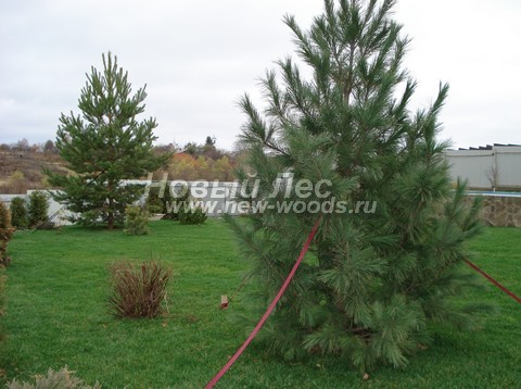 ������� ���������� ����� � ��������� (Pinus sibirica, ����� ��������� ��������) - ���� 701 - ��������� ���� (����� ��������� ��������, Pinus sibirica, �� �������� �����) � ����� ������������ (Pinus sylvestris), ���������� ��� ���������� �� ������� (���������� �������)