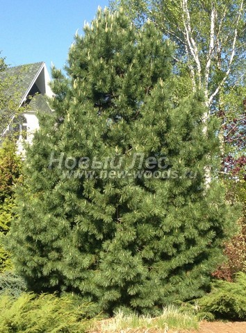 ������� ���������� ����� � ��������� (Pinus sibirica, ����� ��������� ��������) - ���� 702 - ������������ ������ ���������� �����, ������� �������� ���� ������������ � ������ ������� ������������ ������� (����������� �����, �����������)