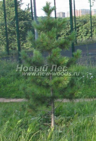 ������� ���������� ����� � ��������� (Pinus sibirica, ����� ��������� ��������) - ���� 703 - ������� ����� ��������� �������� ����� ���������� �������� � ��������� ����� (������)