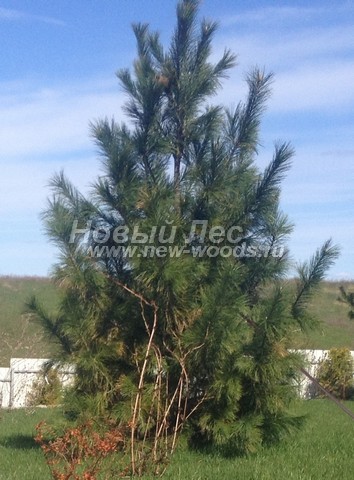      (Pinus sibirica,   ) -  704 -       (  -        )