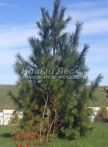 ������� ���������� ����� � ��������� (Pinus sibirica, ����� ��������� ��������) - ���� 704 - ������� ���������� ����� � ���������� ������� (������� ������ - ���� �� ���������� ��� ������������ ������� � ����������)