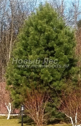 ������� ����� ������������ � ��������� (Pinus sylvestris) - ���� 701 - ���� 01