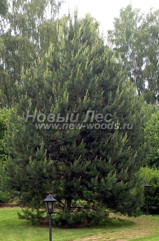      (Pinus sylvestris) -  702 -  02