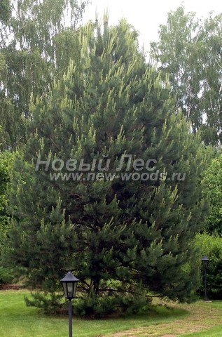 ������� ����� ������������ � ��������� (Pinus sylvestris) - ���� 702 - ���� 02