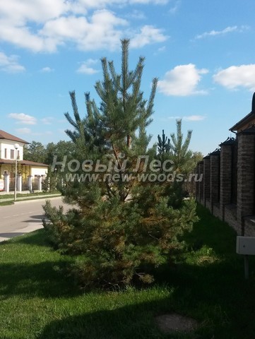 ������� ����� ������������ � ��������� (Pinus sylvestris) - ���� 703 - ���� 03