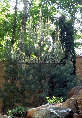      (Pinus sylvestris) -  704 -  04