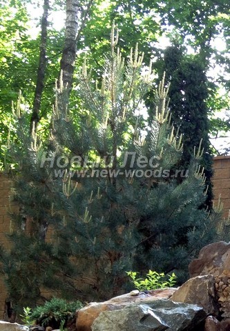 ������� ����� ������������ � ��������� (Pinus sylvestris) - ���� 704 - ���� 04