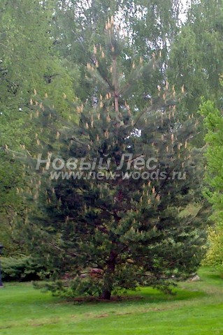 ������� ����� ������������ � ��������� (Pinus sylvestris) - ���� 705 - ���� 05