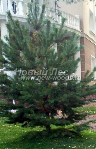 ������� ����� ������������ � ��������� (Pinus sylvestris) - ���� 706 - ���� 06