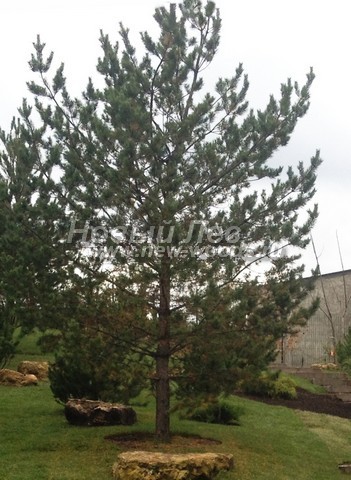 ������� ����� ������������ � ��������� (Pinus sylvestris) - ���� 707 - ���� 07