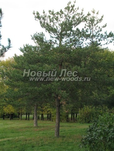      (Pinus sylvestris) -  708 -  08