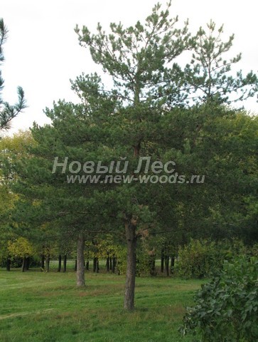 ������� ����� ������������ � ��������� (Pinus sylvestris) - ���� 708 - ���� 08
