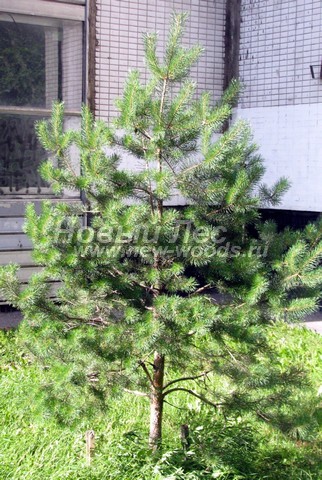 ������� ����� ������������ � ��������� (Pinus sylvestris) - ���� 709 - ���� 09