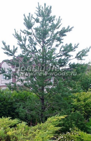 ������� ����� ������������ � ��������� (Pinus sylvestris) - ���� 710 - ���� 10