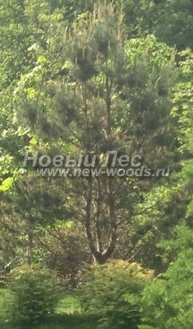������� ����� ������������ � ��������� (Pinus sylvestris) - ���� 711 - ���� 11