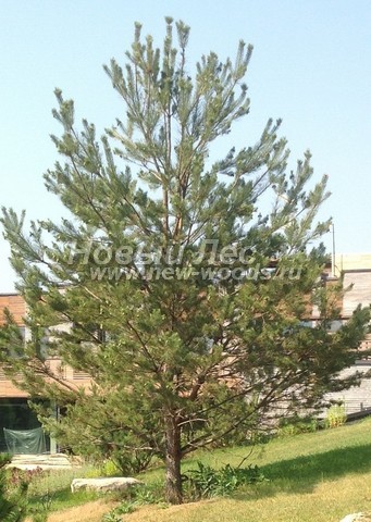 ������� ����� ������������ � ��������� (Pinus sylvestris) - ���� 712 - ���� 12