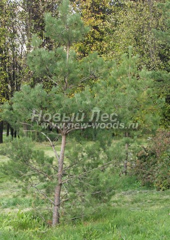 ������� ����� ������������ � ��������� (Pinus sylvestris) - ���� 713 - ���� 13