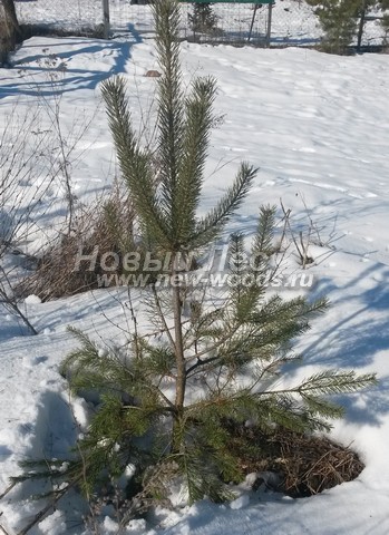      (Pinus sylvestris) -  714 -  14