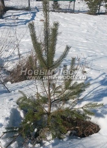 ������� ����� ������������ � ��������� (Pinus sylvestris) - ���� 714 - ���� 14
