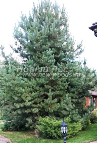������� ����� ������������ � ��������� (Pinus sylvestris) - ���� 715 - ���� 15