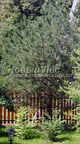 ������� ����� ������������ � ��������� (Pinus sylvestris) - ���� 716 - ���� 16