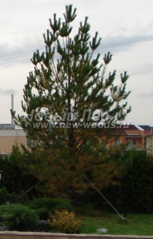 ������� ����� ������������ � ��������� (Pinus sylvestris) - ���� 717 - ���� 17