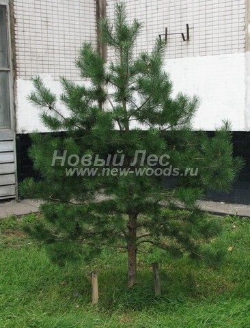 ������� ����� ������������ � ��������� (Pinus sylvestris) - ���� 718 - ���� 18