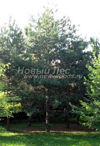      (Pinus sylvestris) -  720 -  20