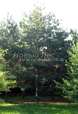 ������� ����� ������������ � ��������� (Pinus sylvestris) - ���� 720 - ���� 20