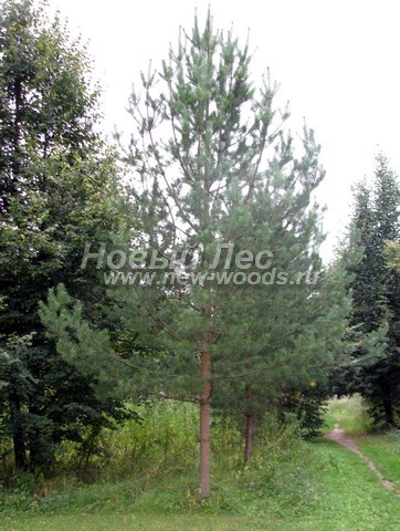 ������� ����� ������������ � ��������� (Pinus sylvestris) - ���� 722 - ���� 22