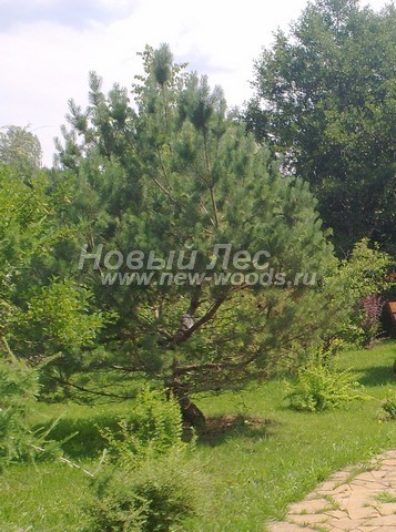 ������� ����� ������������ � ��������� (Pinus sylvestris) - ���� 723 - ���� 23