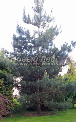      (Pinus sylvestris) -  724 -  24