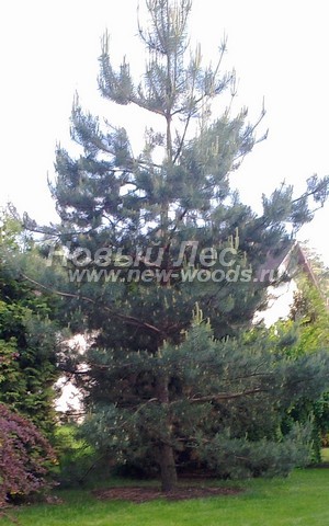 ������� ����� ������������ � ��������� (Pinus sylvestris) - ���� 724 - ���� 24