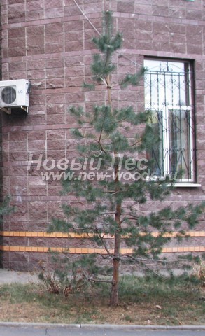������� ����� ������������ � ��������� (Pinus sylvestris) - ���� 725 - ���� 25