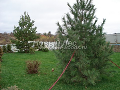 ������� ����� ������������ � ��������� (Pinus sylvestris) - ���� 726 - ���� 26