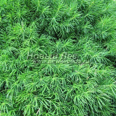 ���� ��� ����� ������ (������� ��� ��������� ������, Picea glauca 'Conica') - ���� 804 - ������� ������� �������� ���� ��� ����� ������ (�����, ���)