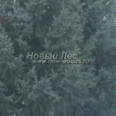    ( Picea omorika) -  803 -         