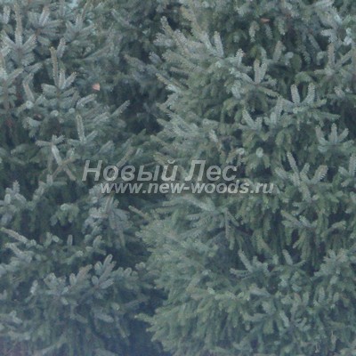 ���� ��� �������� (������� Picea omorika) - ���� 804 - ���� ���� ��� �������� (Picea omorika) �����