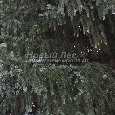    ( Picea omorika) -  806 -        (  )